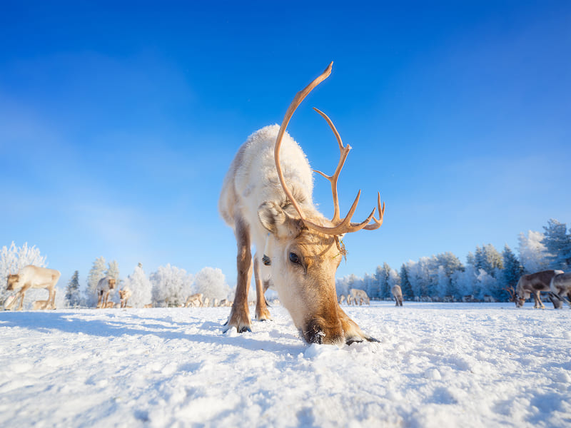 The Lapland Experience!, photo 2 of 6
