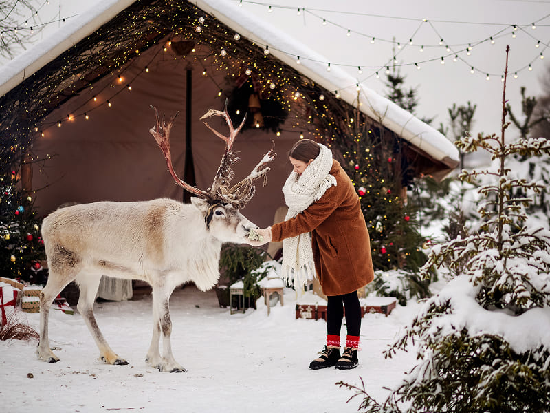 The Lapland Experience!, photo 4 of 6