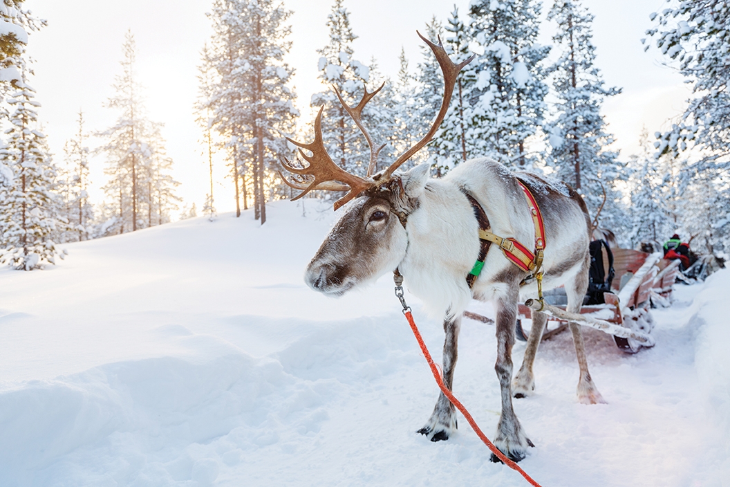 Winter Wonderland Lapland Day Trip, photo 7 of 8